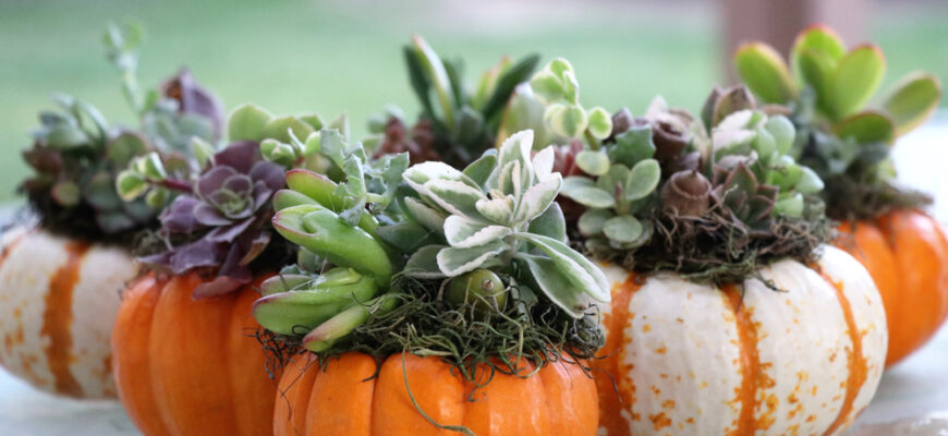 Mini,Pumpkin,Succulent,Creations,Are,Displayed,In,On,An,Outdoor